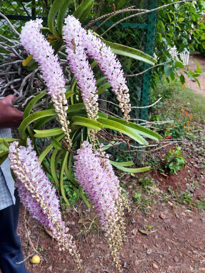 Robin Woods Homestay Sakleshpur Buitenkant foto