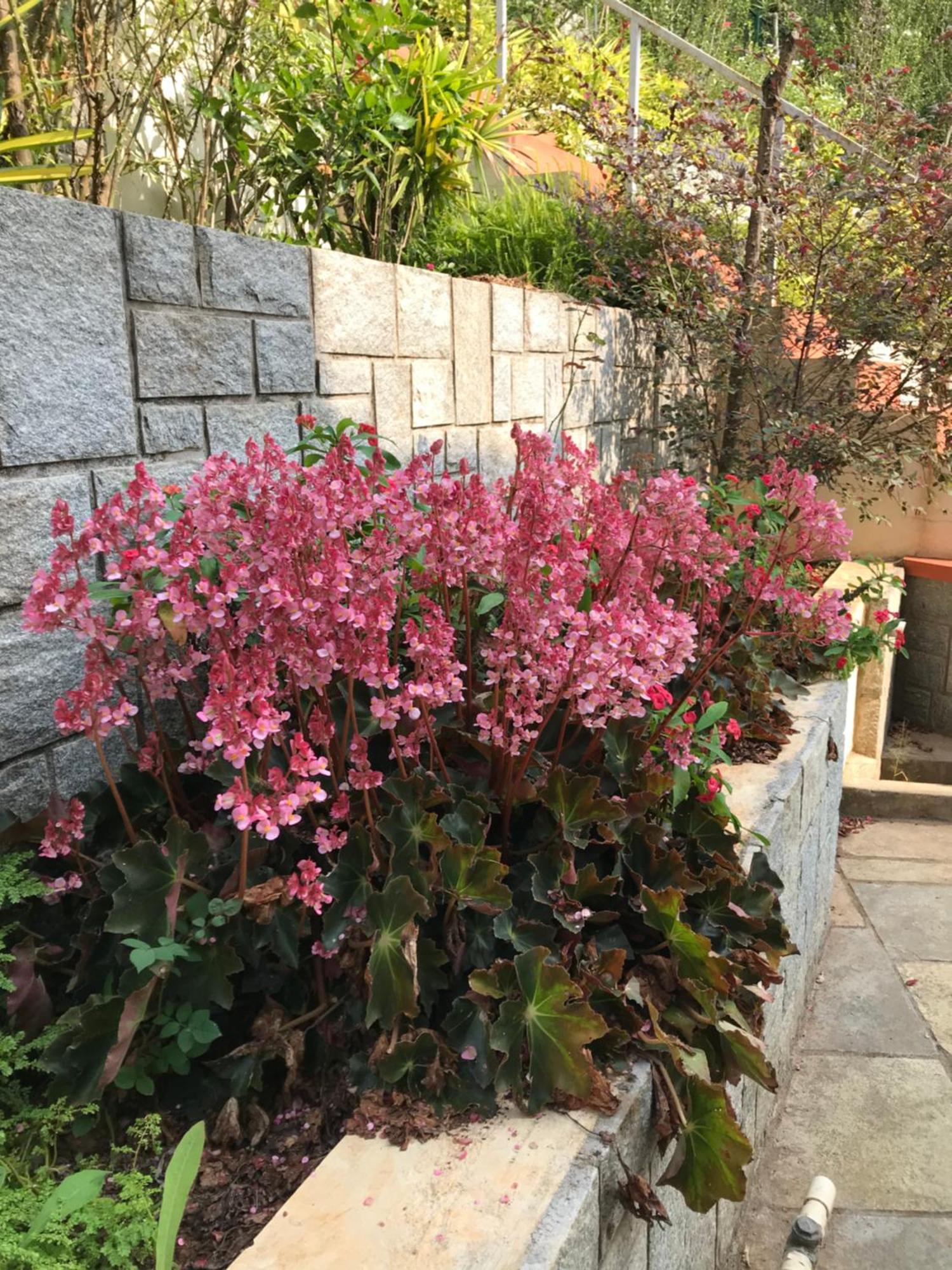 Robin Woods Homestay Sakleshpur Buitenkant foto