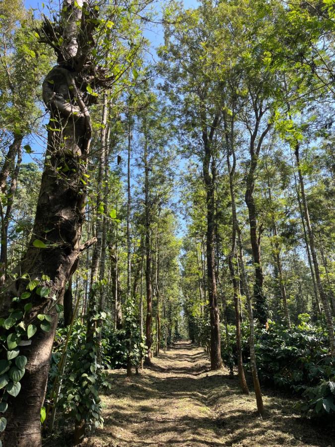 Robin Woods Homestay Sakleshpur Buitenkant foto