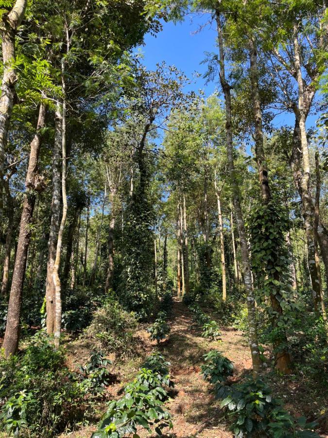Robin Woods Homestay Sakleshpur Buitenkant foto