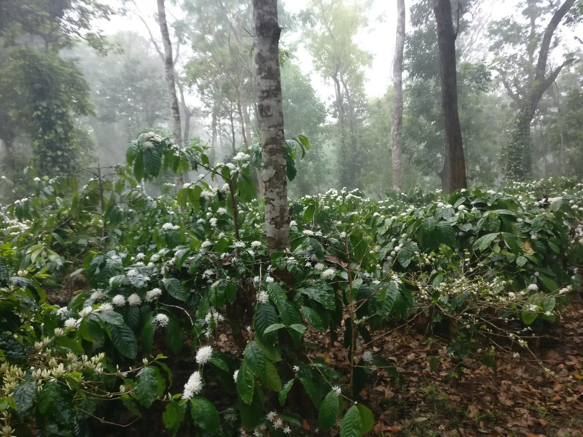 Robin Woods Homestay Sakleshpur Buitenkant foto